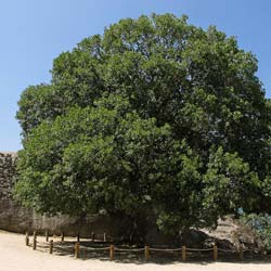 Erable de Montpellier / Acer monspessulanum