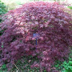 Erable Japon Ornatum  / Acer palmatum Ornatum