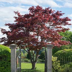 Erable du Japon pourpre / Acer palmatum atropurpureum