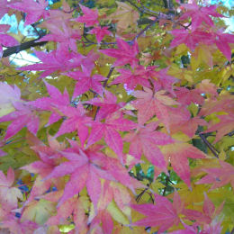 Erable du Japon  / Acer palmatum