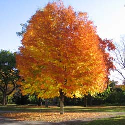 Erable � sucre  / Acer saccharum