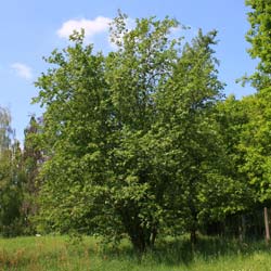Aulne blanc  / Alnus incana