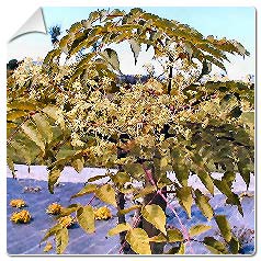 Lierre arborescent panach� / Aralia x lizei Variegata