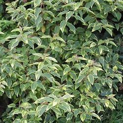 Maqui � feuillage panach�  / Aristotelia chilensis Variegata