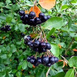 Aronie noire 'Viking'  / Aronia melanocarpa Viking'
