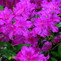 Azal�e japonaise 'Blue Danube' / Azalea japonica 'Blue Danube'