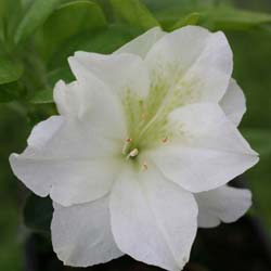 Azal�e japonaise 'Olga Niblett' / Azalea japonica 'Olga Niblett'