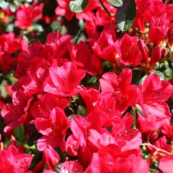 Azal�e japonaise 'Waard's Ruby'  / Azalea japonica 'Waard's Ruby'
