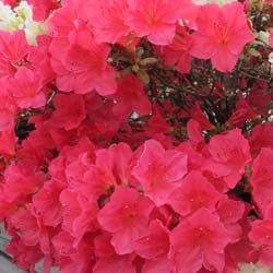 Azal�e japonaise 'Arabesk'  / Azalea japonica 'Arabesk'