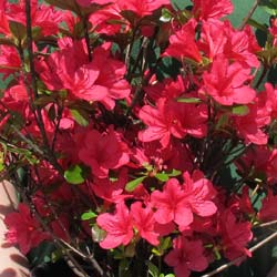 Azal�e japonaise 'Hino Crimson'  / Azalea japonica 'Hino Crimson'