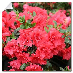 Azal�e japonaise 'Princesse D�borah'  / Azalea japonica 'Princess Deborah'