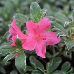 Azal�e japonaise 'Salmon's Leap'  / Azalea japonica 'Salmon's Leap'