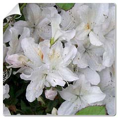 Azal�e japonaise 'Schneewitchen'  / Azalea japonica 'Schneewitchen'