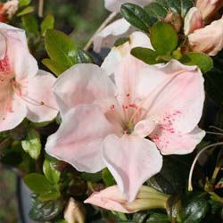 Azal�e japonaise 'Sir Robert'  / Azalea japonica 'Sir Robert'