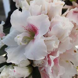 Azal�e japonaise 'White Prince' / Azalea japonica 'White Prince'