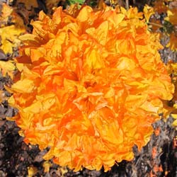 Azal�e mollis 'Golden Flare' / Azalea mollis 'Golden Flare'