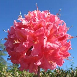 Azal�e mollis 'Jolie Madame' / Azalea mollis 'Jolie Madame'
