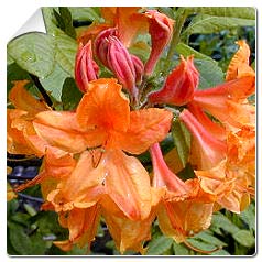 Azal�e mollis / Azalea mollis