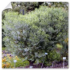 Séneçon en arbre / Baccharis halimifolia