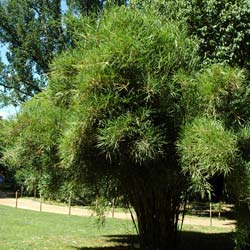 Pleioblastus linearis / Pleioblastus linearis