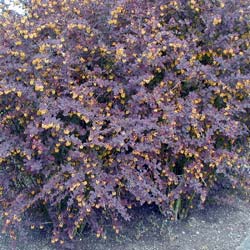Berberis pourpre / Berberis thunbergii atropurpurea