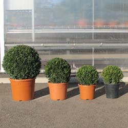 Buis boule  / Buxus sempervirens