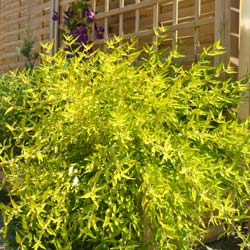 Barbe bleue 'Worcester Gold'   / Caryopteris cl. 'Worcester Gold'