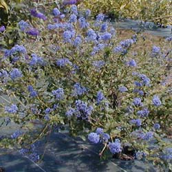 Ceanothe de Burckwood  / Ceanothus burkwoodii