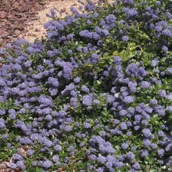 Ceanothe rampante  / Ceanothus thyrsiflorus Repens
