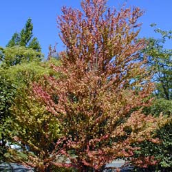 Arbre � caramel  / Cercidiphyllum japonicum