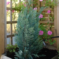 Cypr�s 'Columnaris Glauca' / Chamaecyparis 'Columnaris Glauca'