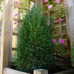 Cypr�s de Lawson 'Ellwoodii' / Chamaecyparis l. 'Ellwoodii'