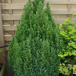 Cypr�s Lawson 'Ellwood's Gold'  / Chamaecyparis l. 'Ellwood's Gold'