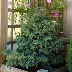 Cypr�s Sawara 'Boulevard'  / Chamaecyparis pisifera Boulevard