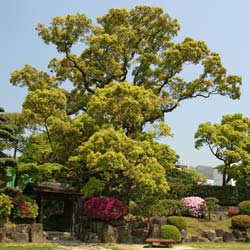 Camphrier  / Cinnamomum camphora