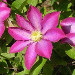 Cl�matite 'Pink Champagne' / Clematis 'Pink Champagne'