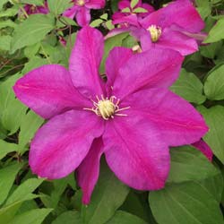Cl�matite Sunset  / Clematis Sunset