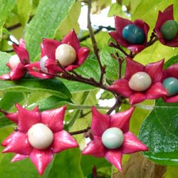 Arbre du clerg� 'Fargesii' / Clerodendrum trichot. Fargesii