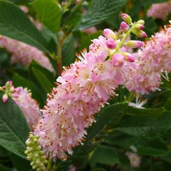 Clèthre 'Pink Spire' / Clethra alnifolia 'Pink Spire'