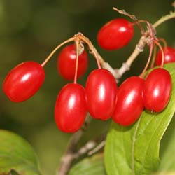 Cornouiller officinal / Cornus officinalis