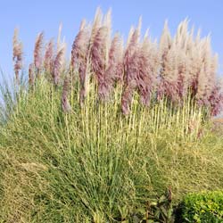 Herbe de la Pampa rose  / Cortaderia selloana rosea