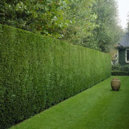 Cyprès hybride de Leyland / Cupressocyparis leylandii