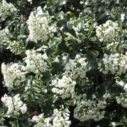 Escallonia 'Iveyii' / Escallonia 'Iveyii'