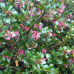 Escallonia macrantha Rouge et Rose / Escallonia macrantha 'Rubra'