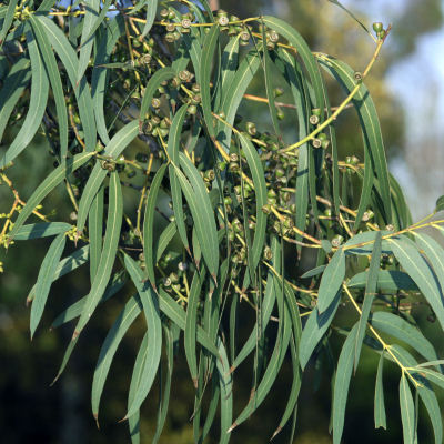 Eucalyptus � petites feuilles  / Eucalyptus parvifolia