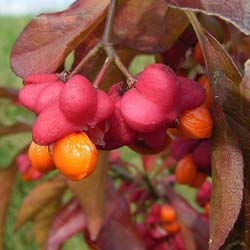 Fusain d'Europe   / Euonymus europaeus