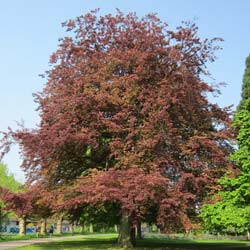Hêtre pourpre / Fagus sylvatica purpurea