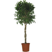 Ficus tress� / Ficus benjamina