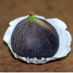 Figuier 'Violette de Solliès' / Ficus carica