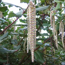 Garrya elliptica 'James Roof' / Garrya elliptica 'James Roof'
